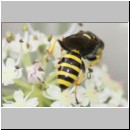 Ectemnius lituratus - Grabwespe w14b 12mm - OS-Hellern Waldwiese det.jpg